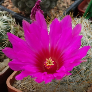 DSC07902Mammillaria guelzowiana var. robustior