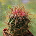 DSC07908Ferocactus chrysacanthus var. rubrispinus