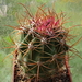 DSC07910Ferocactus chrysacanthus var. rubrispinus