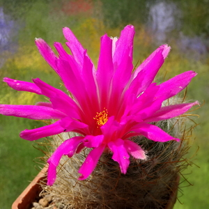 DSC07914Mammillaria guelzowiana var. robustior