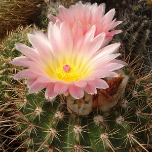 DSC07916Notocactus roseoluteus