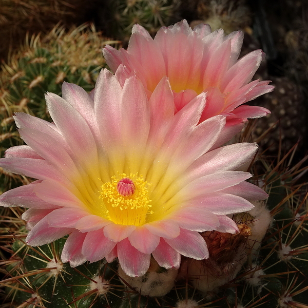 DSC07917Notocactus roseoluteus