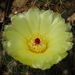 DSC07918Notocactus glaucinus HU 779