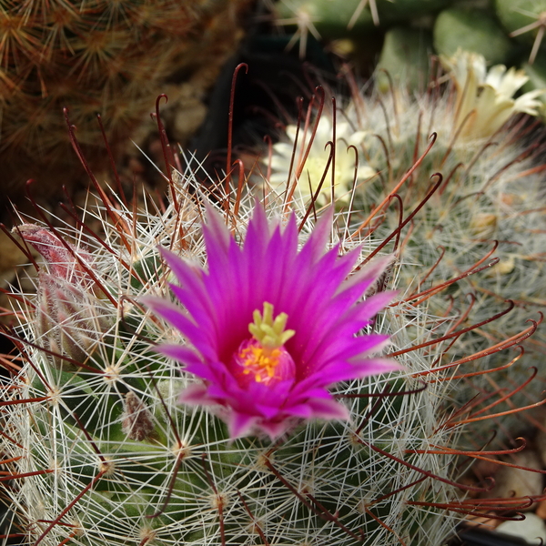 DSC07919Mammillaria wrightii