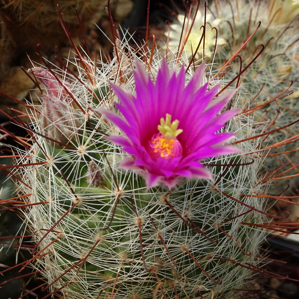 DSC07920Mammillaria wrightii