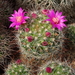 DSC07921Mammillaria zeilmanniana