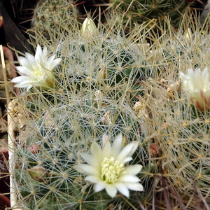 DSC07922Mammillaria pennispinosa v. nazasensis