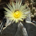 DSC07924Astrophytum myriostigma