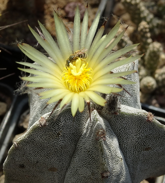 DSC07924Astrophytum myriostigma