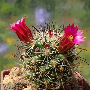 DSC07926Mammillaria limonensis