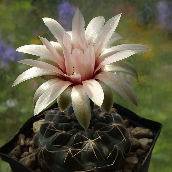 DSC07928Gymnocalycium morroense TOM 07 179