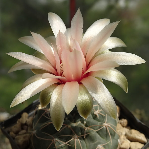 DSC07929Gymnocalycium morroense TOM 07 179