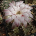 DSC07930Gymnocalycium friedrichii