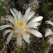 DSC07931Gymnocalycium anisitsi