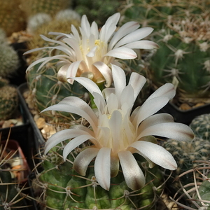 DSC07932Gymnocalycium anisitsi