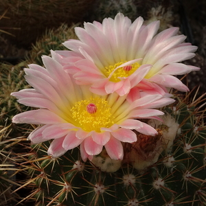 DSC07933Notocactus roseoluteus