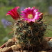 DSC07935Mammillaria limonensis