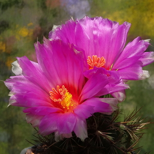 DSC08051Thelocactus bicolor