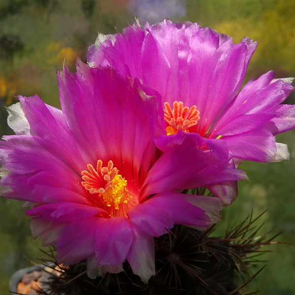 DSC08052Thelocactus bicolor