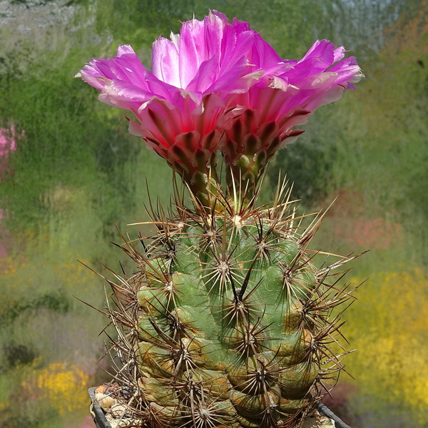 DSC08053Thelocactus bicolor