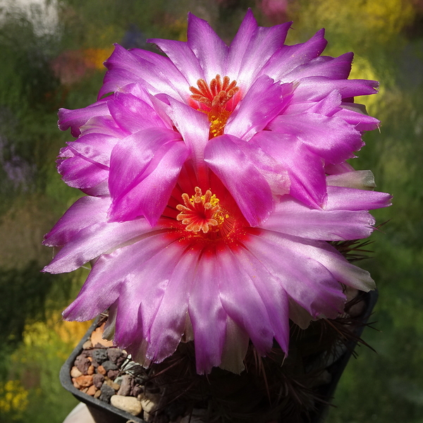 DSC08063Thelocactus bicolor