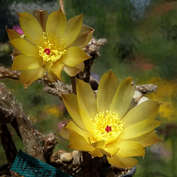 DSC08065Pterocactus tuberosus