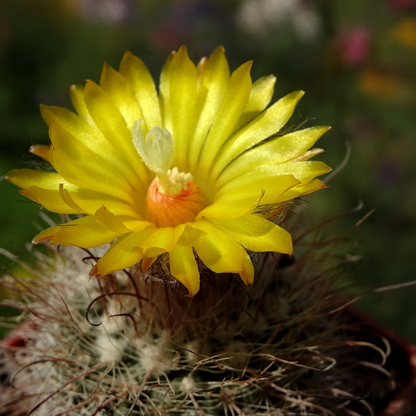 DSC08077Parodia riojensis TB459.3