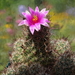 DSC08079Mammillaria mazatlanensis