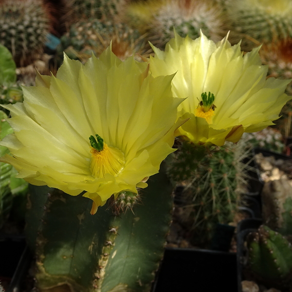 DSC08081Echinocereus subinermis