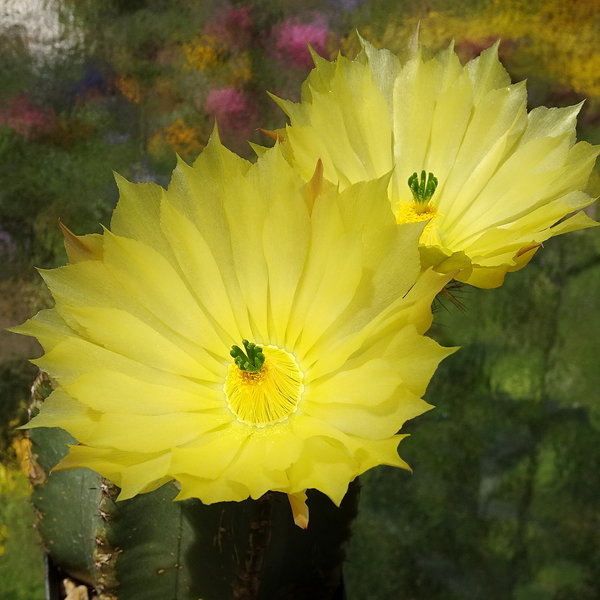 DSC08083Echinocereus subinermis