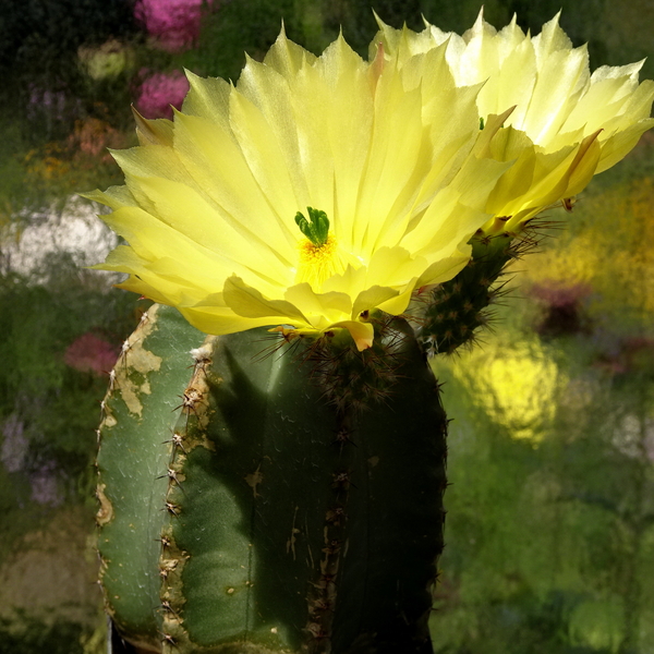 DSC08084Echinocereus subinermis