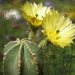 DSC08085Echinocereus subinermis