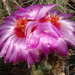 DSC08091Thelocactus bicolor