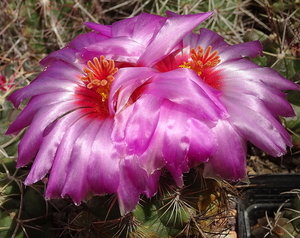 DSC08091Thelocactus bicolor