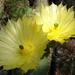 DSC08092Echinocereus subinermis