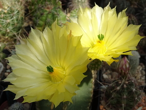 DSC08092Echinocereus subinermis