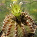 DSC08093Gymnocalycium mihanovichii