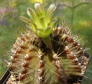 DSC08093Gymnocalycium mihanovichii