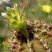 DSC08094Gymnocalycium mihanovichii