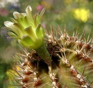 DSC08094Gymnocalycium mihanovichii