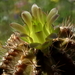 DSC08095Gymnocalycium mihanovichii