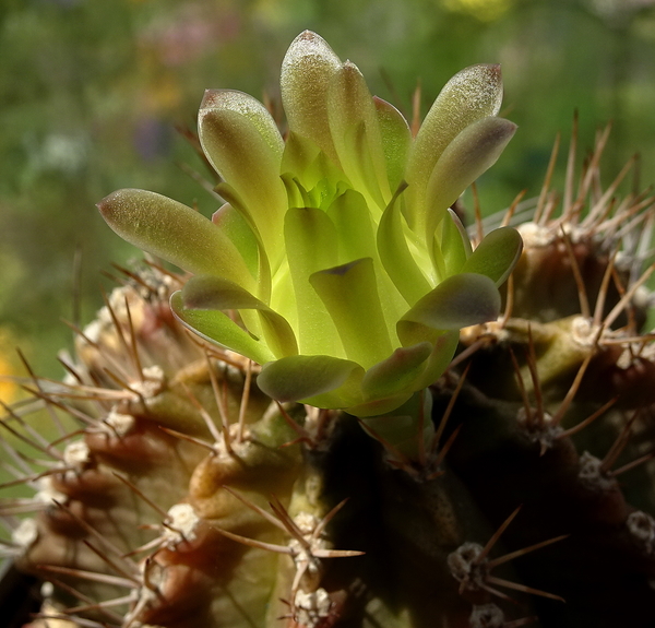 DSC08095Gymnocalycium mihanovichii