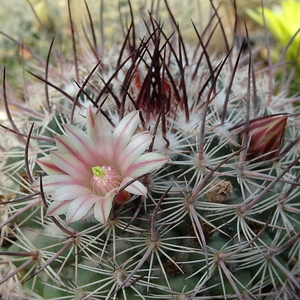 DSC08100Mammillaria johnstonii