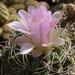 DSC08133Gymnocalycium achirasense