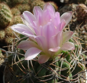 DSC08133Gymnocalycium achirasense