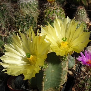 DSC08134Echinocereus subinermis