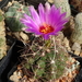 DSC08135Thelocactus bicolor