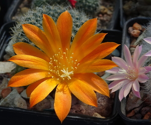 DSC08141Rebutia edeltraudiae