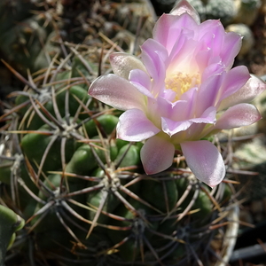 DSC08144Gymnocalycium achirasense