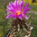 DSC08152Thelocactus bicolor v. bolaensis